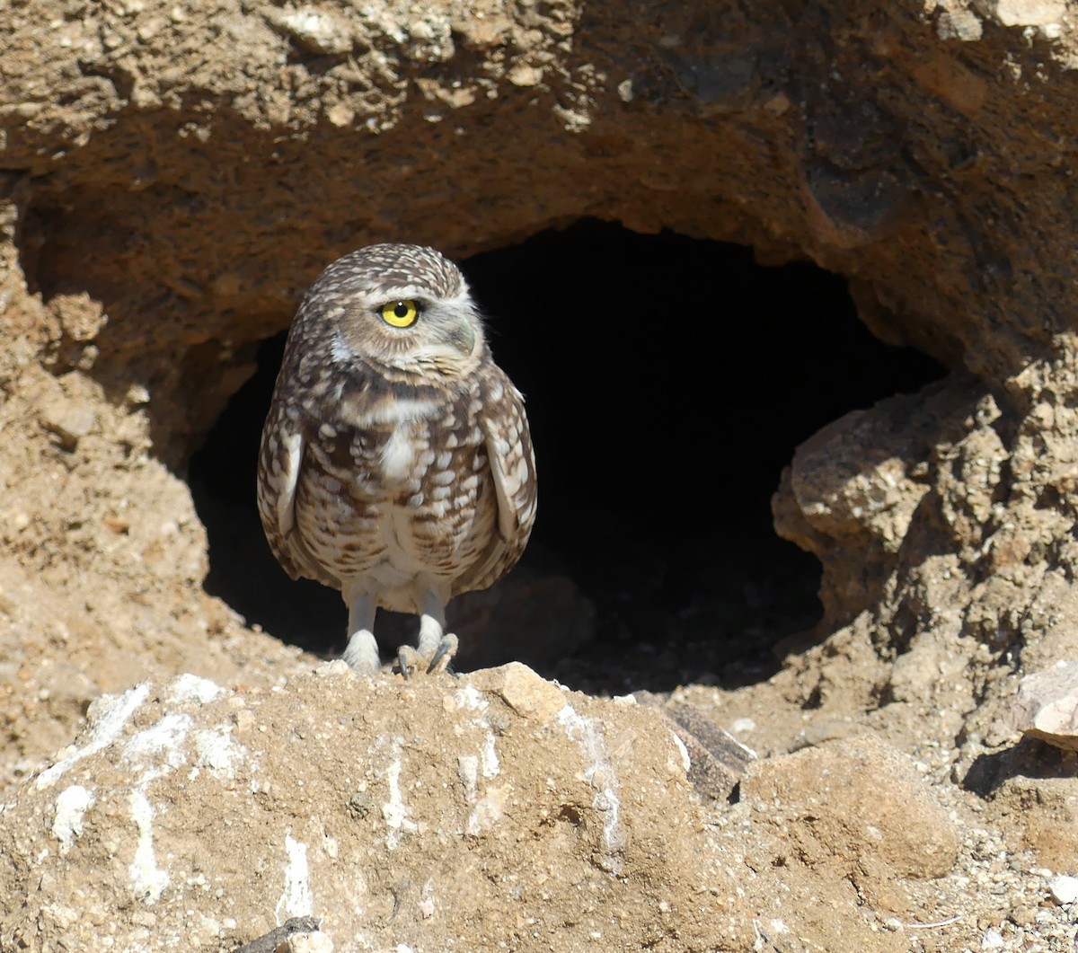 Burrowing Owl - barry mantell