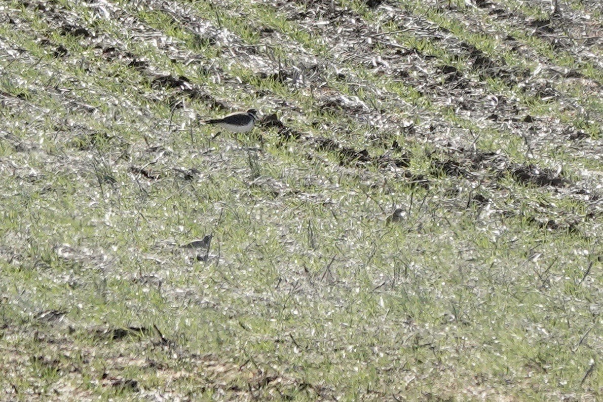 Horned Lark - ML612208110