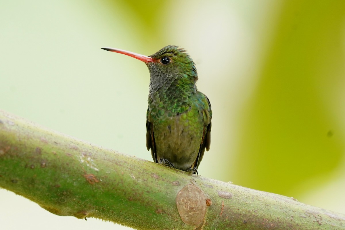 Rufous-tailed Hummingbird - ML612208231