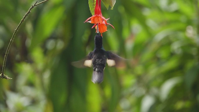 Fahlflügelkolibri - ML612208285