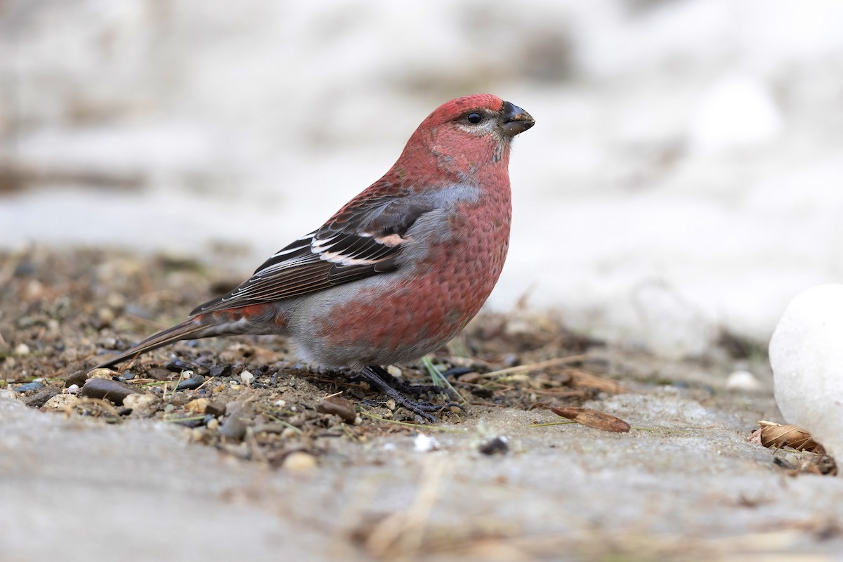 Pine Grosbeak - ML612208295