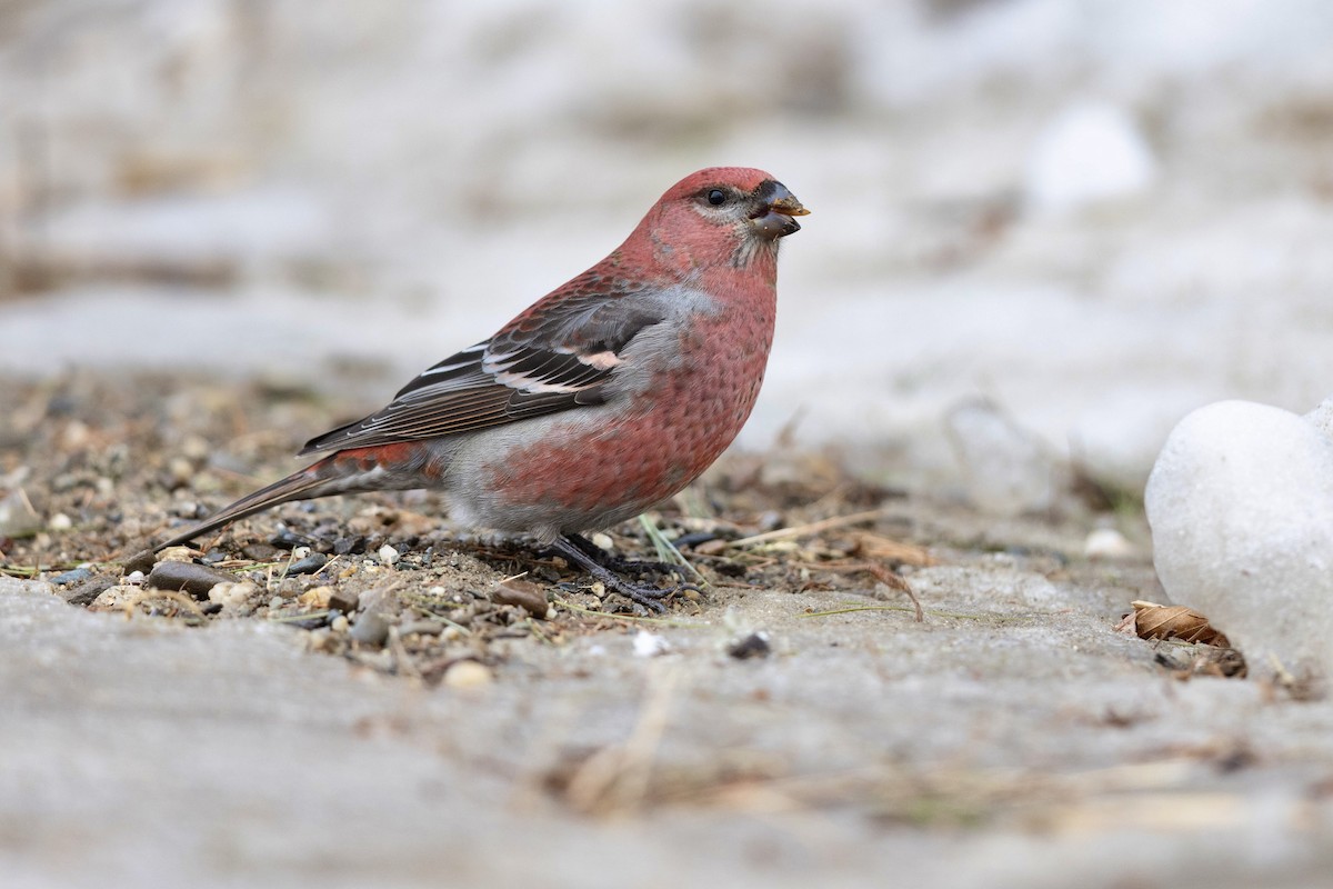 Pine Grosbeak - Matt Felperin