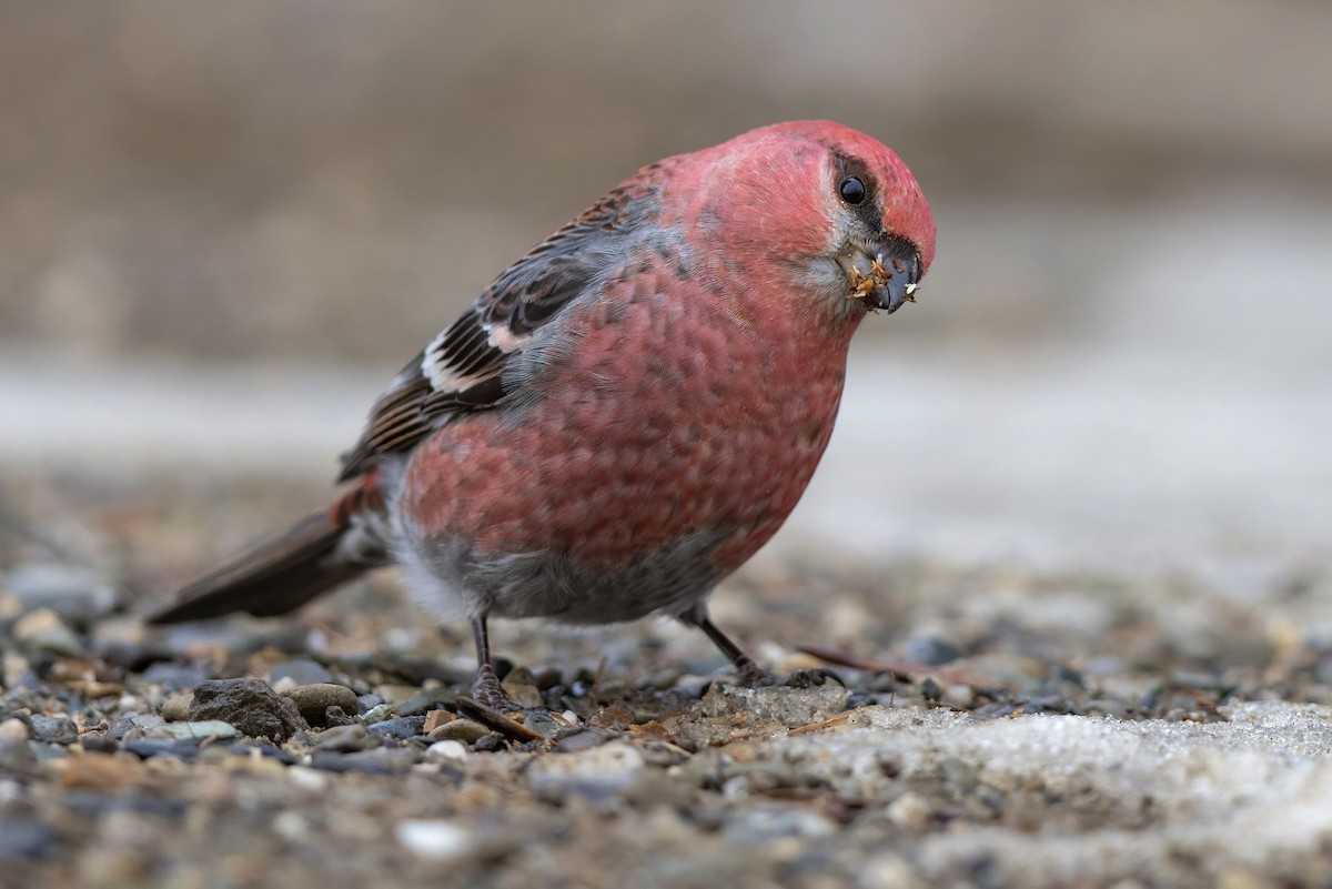 Pine Grosbeak - ML612208297