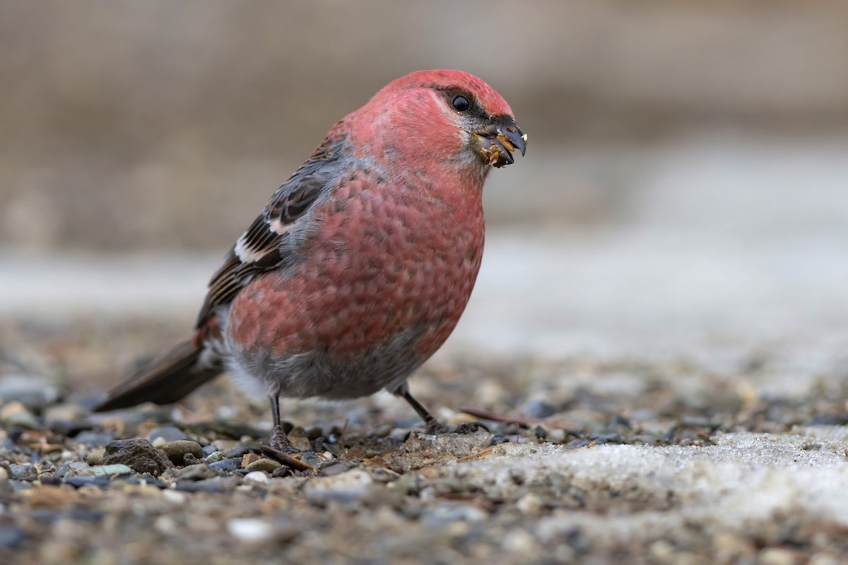 Pine Grosbeak - Matt Felperin