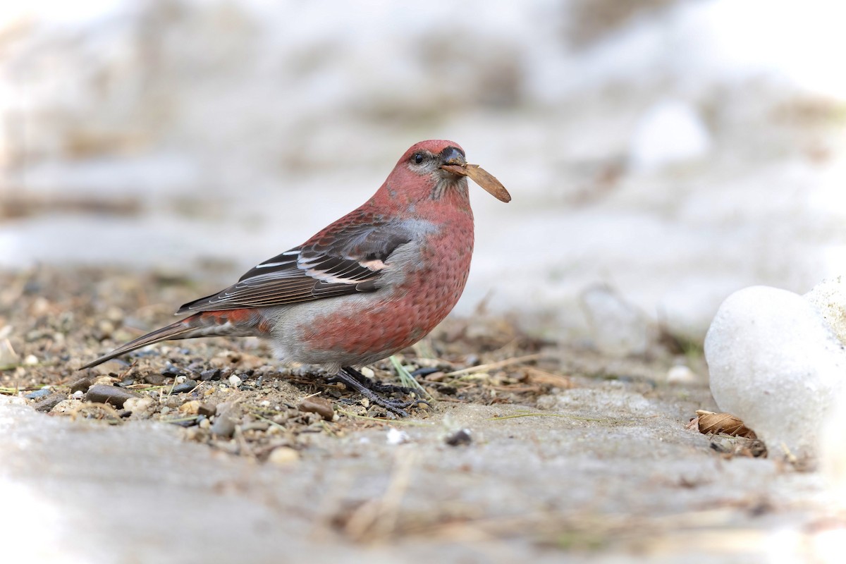 Pine Grosbeak - Matt Felperin