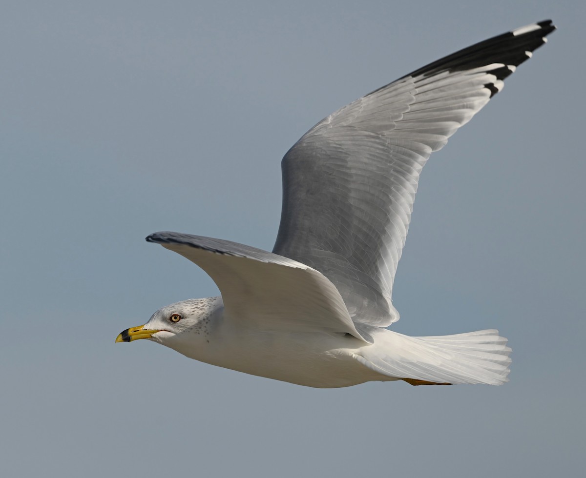 Ring-billed Gull - ML612208335