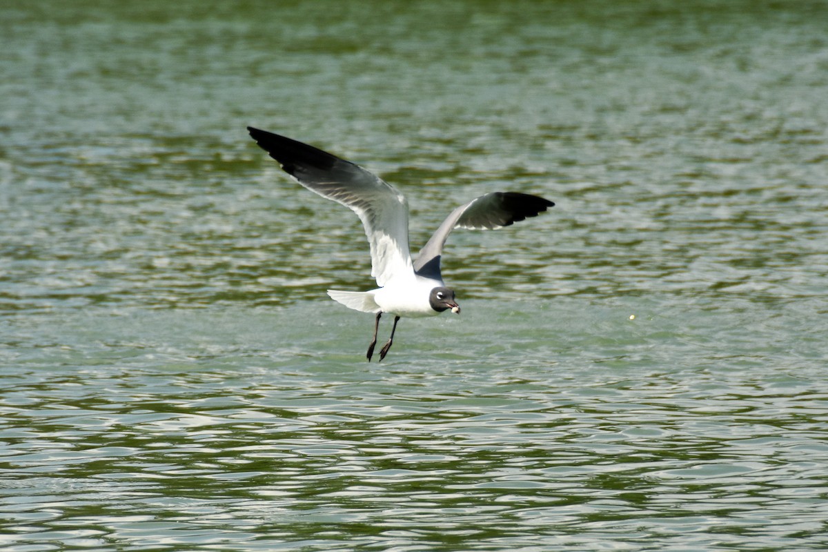 Laughing Gull - Dawn S