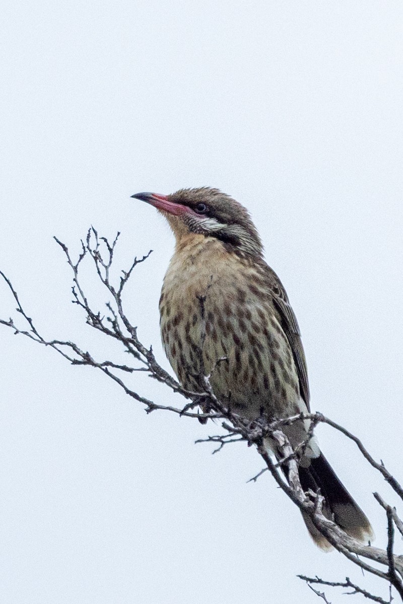 Mielero Golicanelo - ML612208512