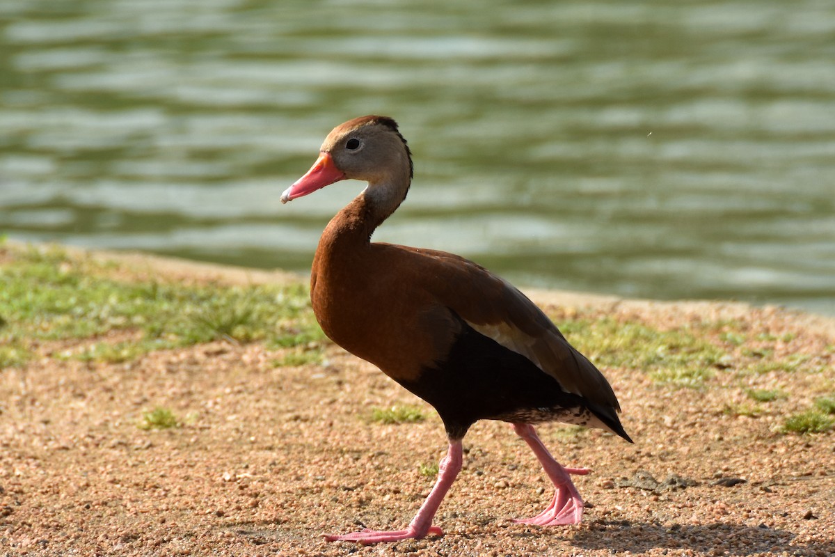 Black-bellied Whistling-Duck - ML612208524