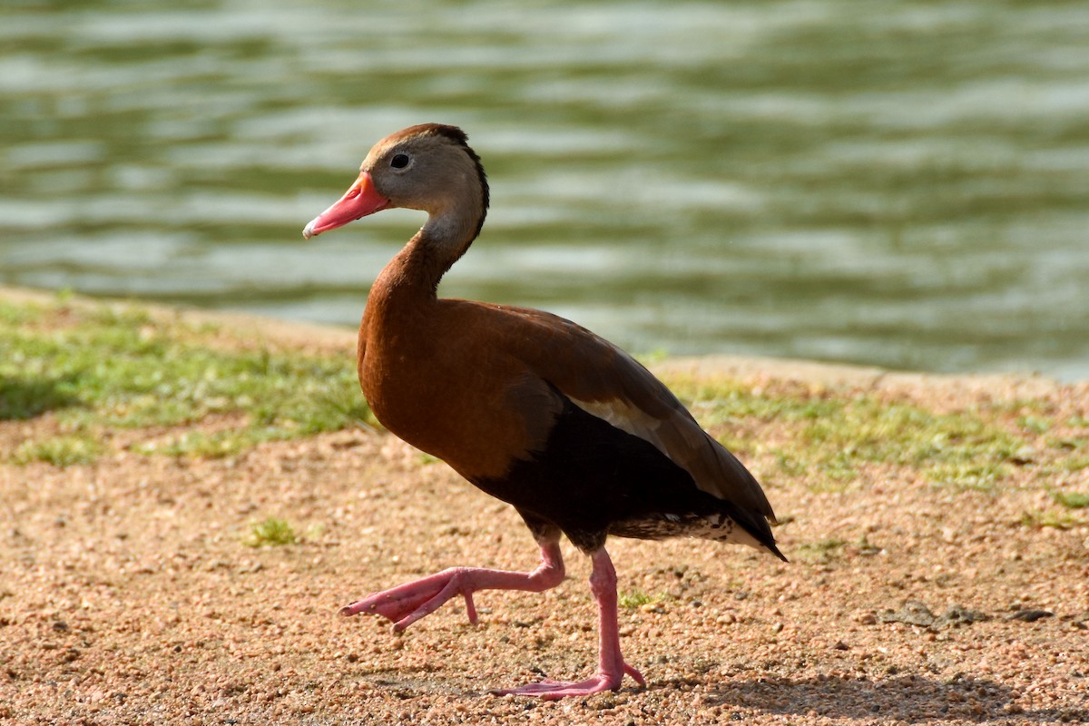 Black-bellied Whistling-Duck - Dawn S