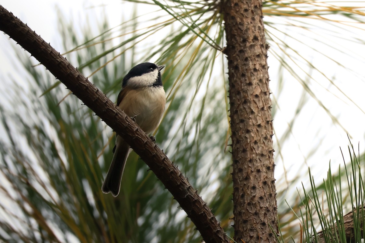 Carolina Chickadee - ML612208629