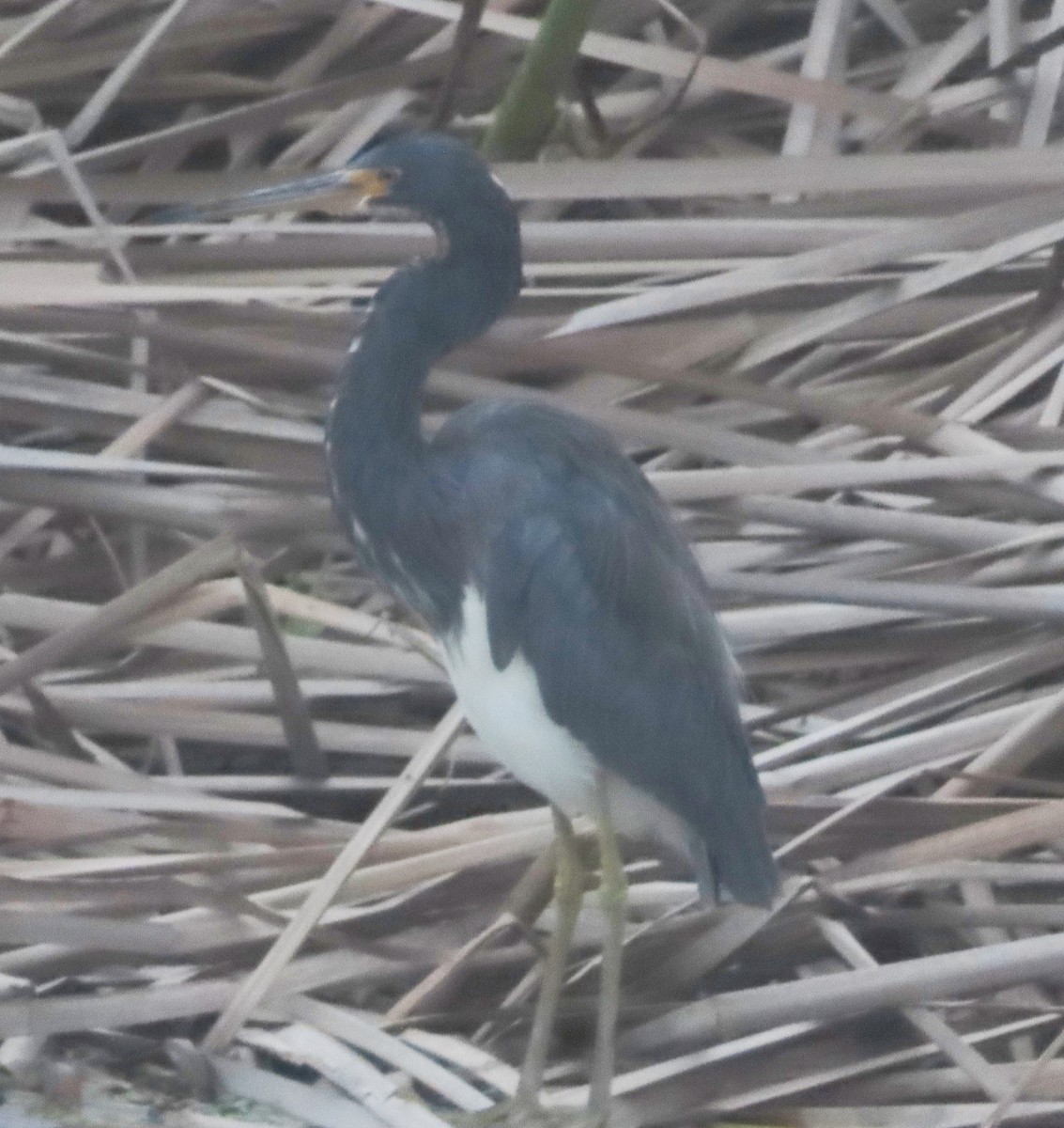 Tricolored Heron - Alfredo Correa