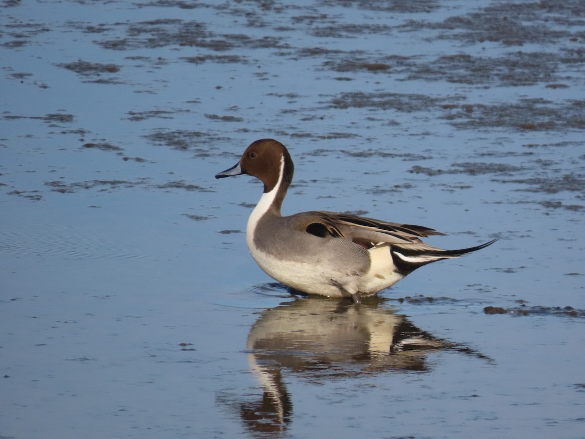 Northern Pintail - ML612208639