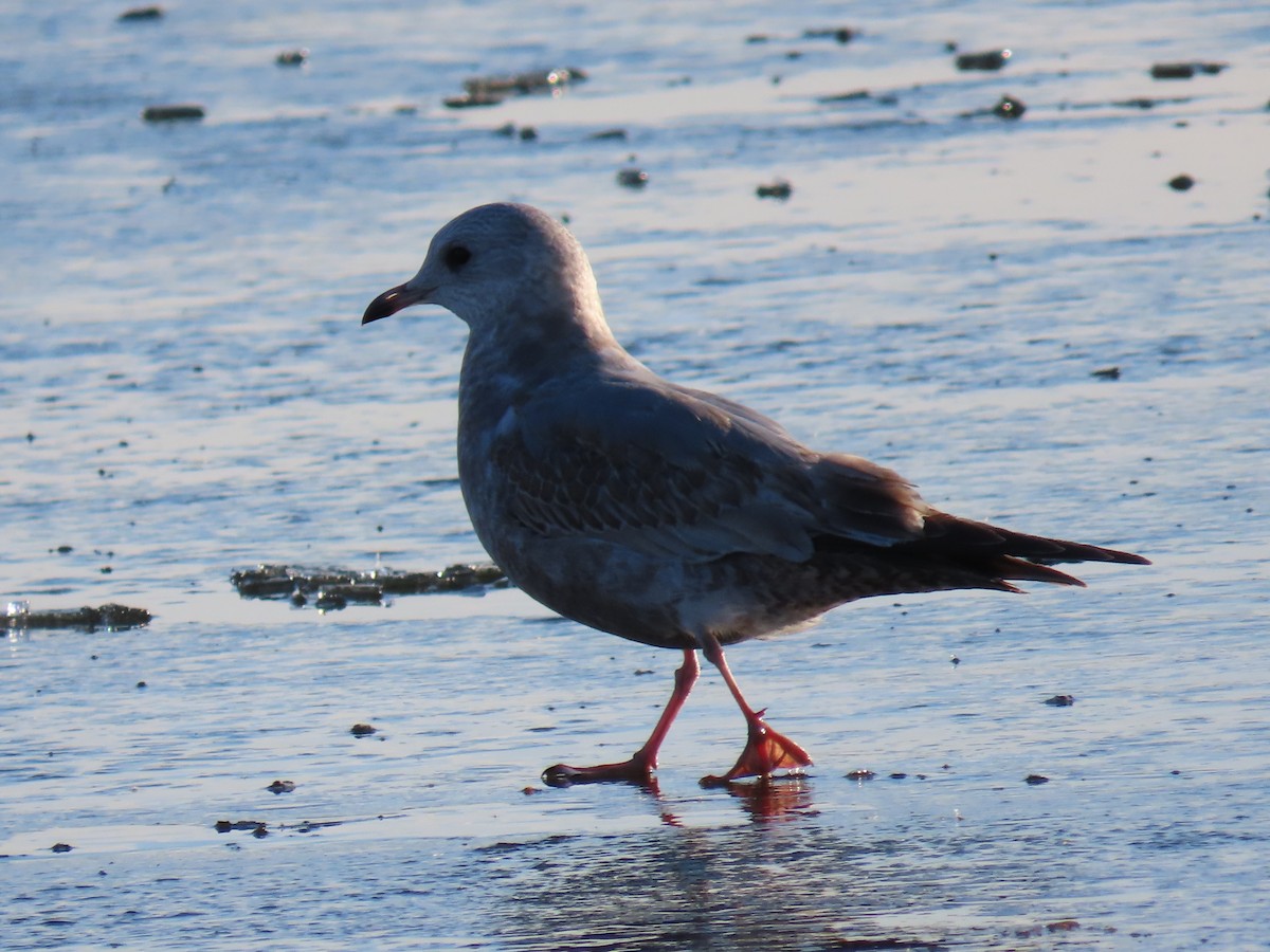 Short-billed Gull - ML612208666