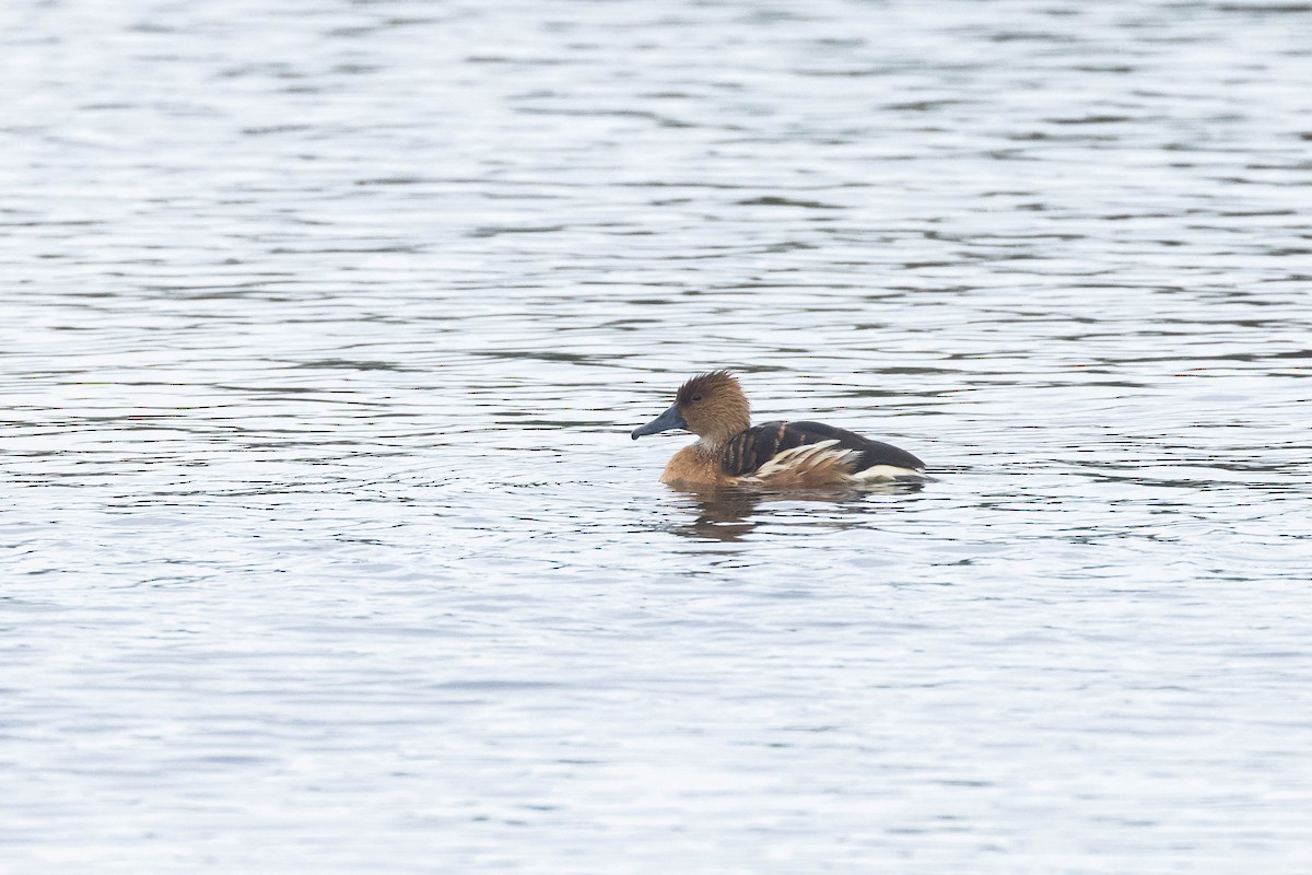 Fulvous Whistling-Duck - ML612208673
