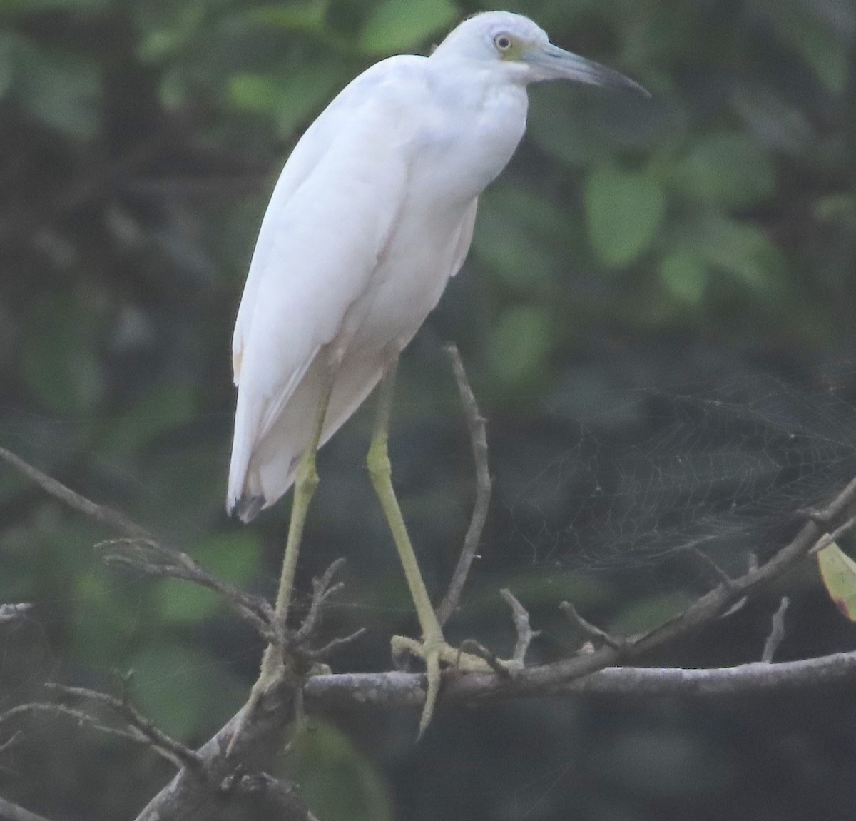 Little Blue Heron - ML612208701