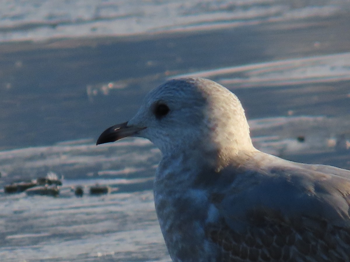 Short-billed Gull - ML612208714