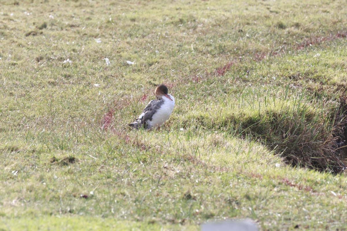 Red-breasted Merganser - ML612208758