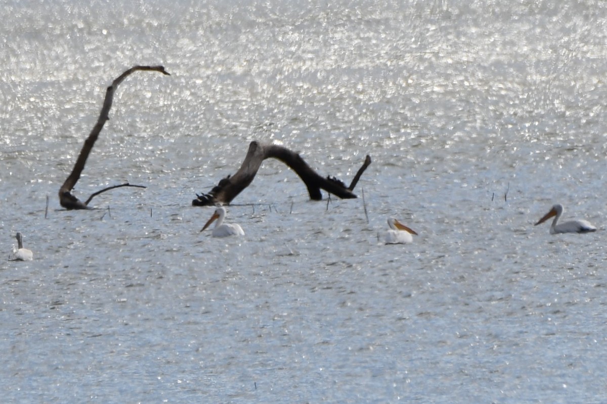 American White Pelican - Carmen Ricer