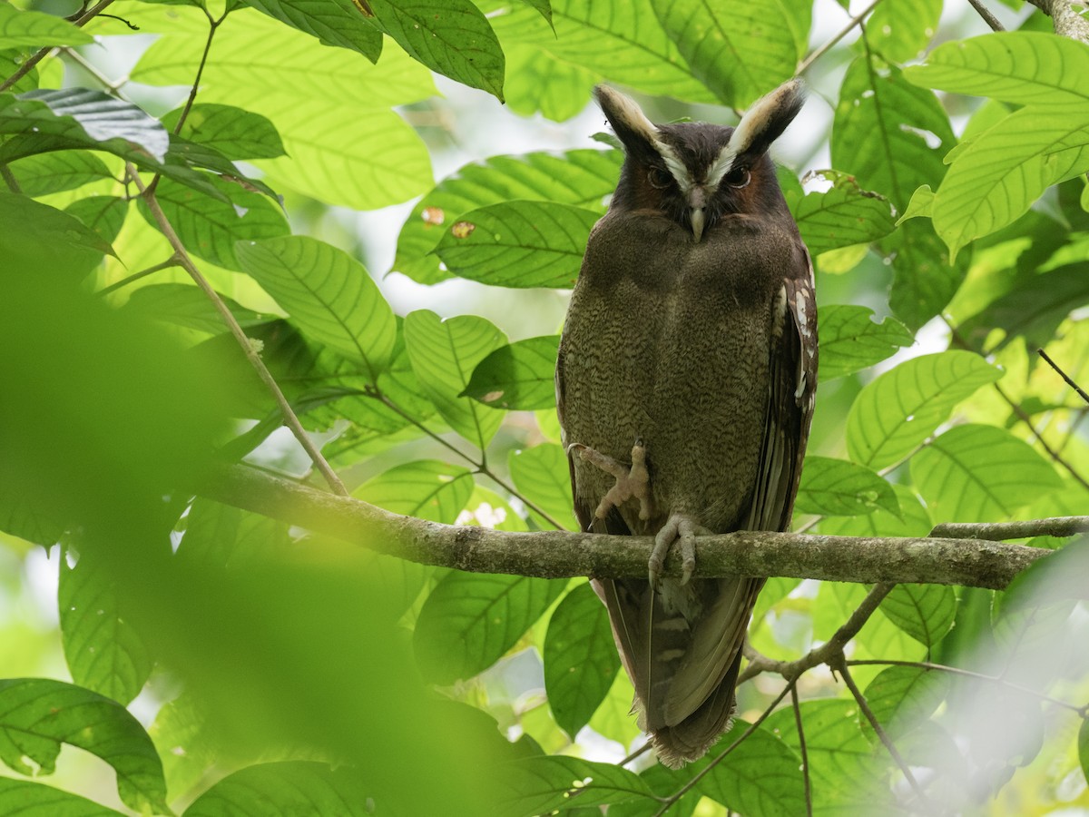 Crested Owl - ML612208779
