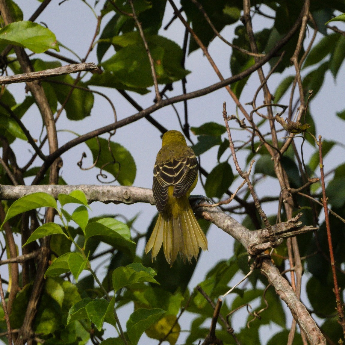 Orchard Oriole - Braeden Travers