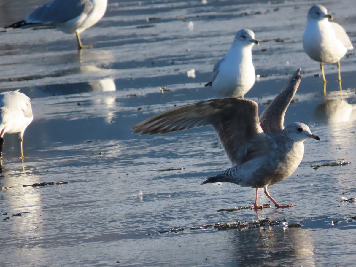 Short-billed Gull - ML612208857