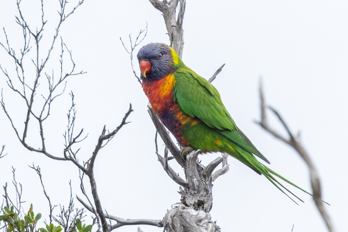 Lori Arcoiris - ML612208883
