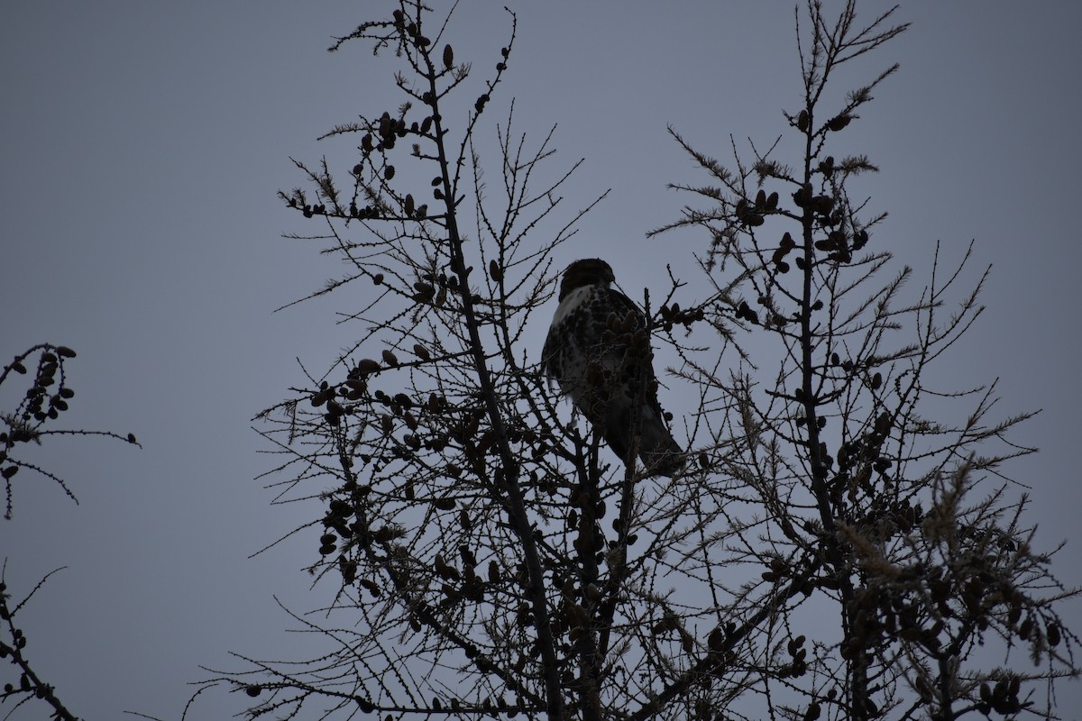 Red-tailed Hawk - ML612208902