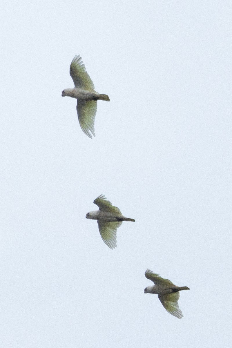 Cacatúa Sanguínea - ML612208929