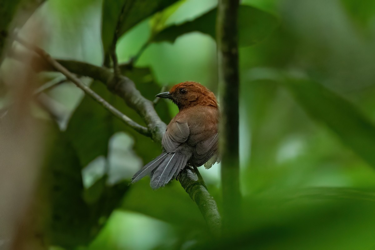 Ruddy Spinetail - ML612208968