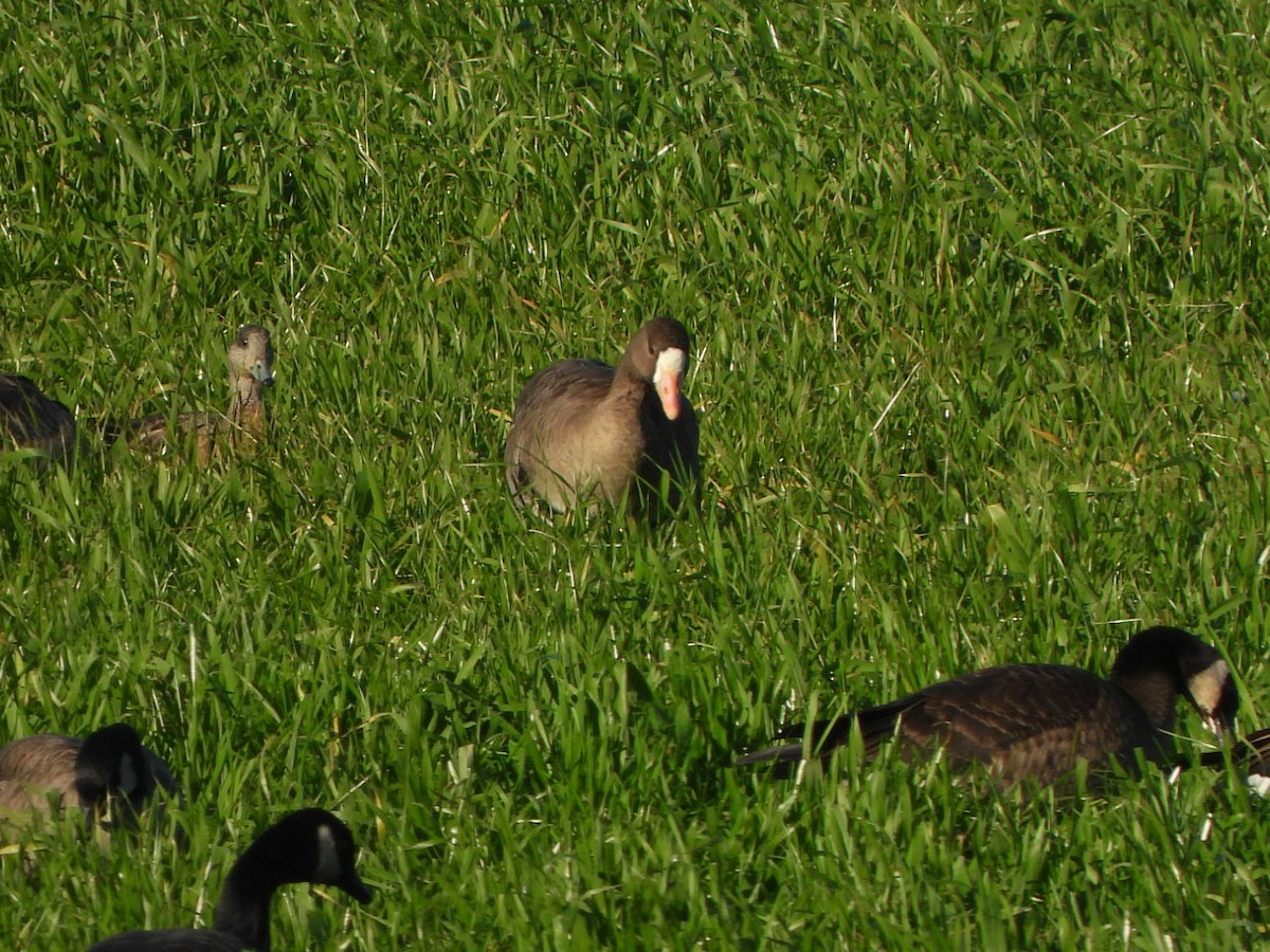 Greater White-fronted Goose - ML612208978
