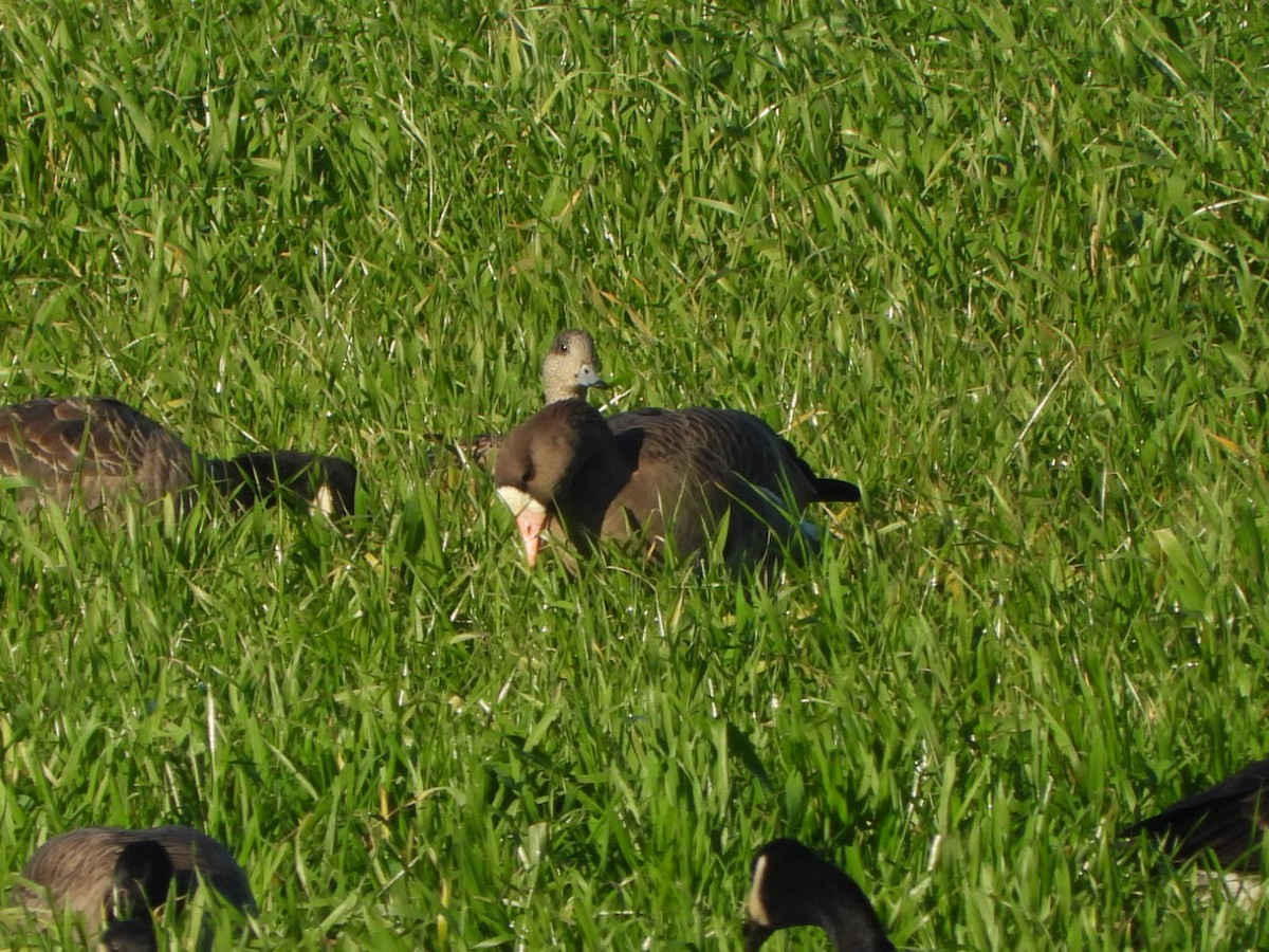 Greater White-fronted Goose - ML612208979