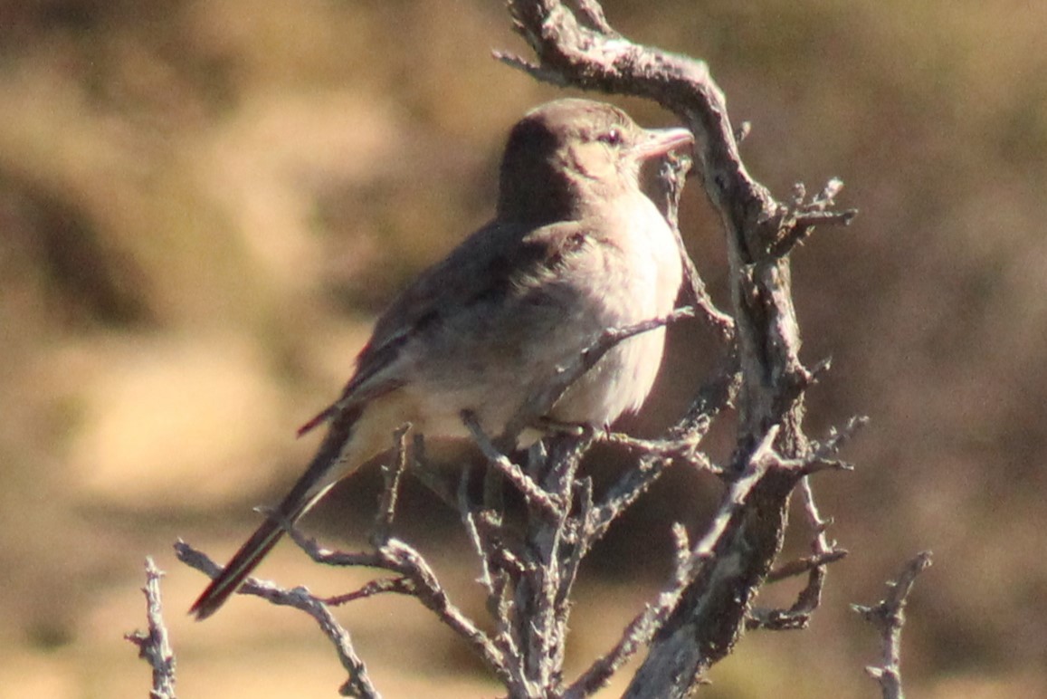 Gray-bellied Shrike-Tyrant - ML612209010