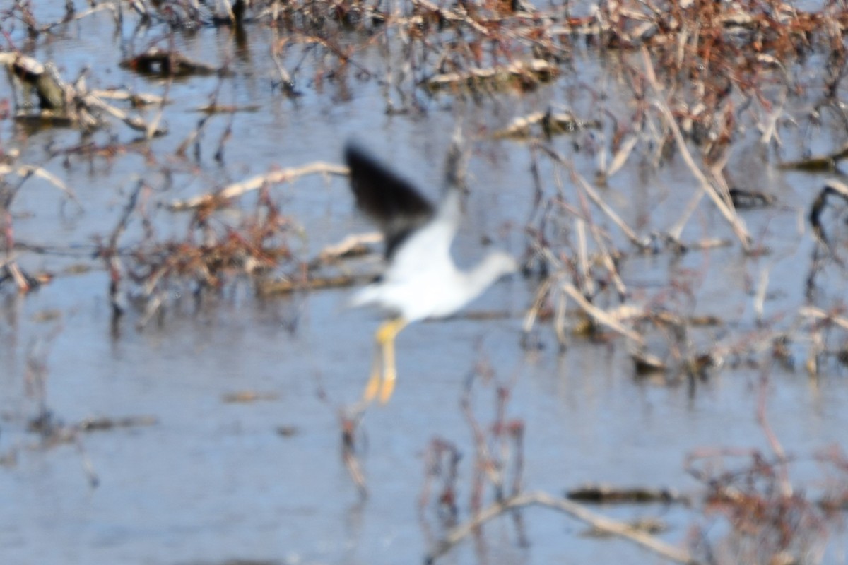 Greater Yellowlegs - Carmen Ricer