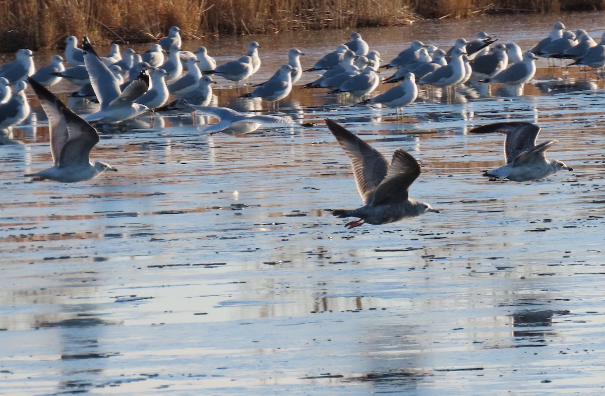 Short-billed Gull - ML612209055