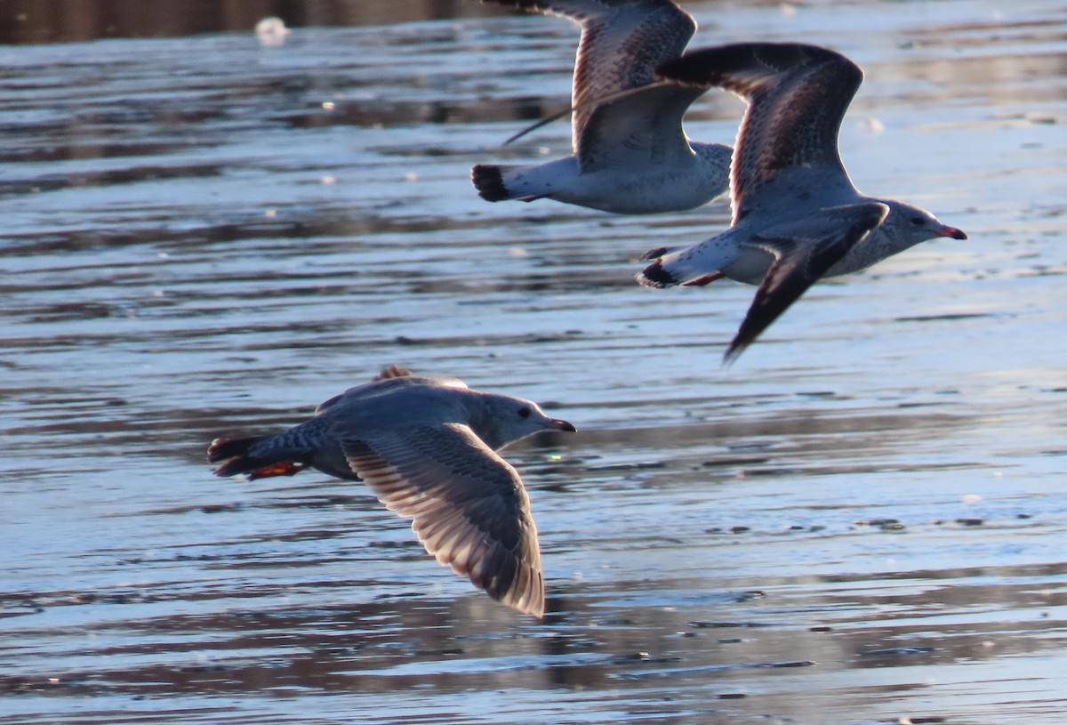 Short-billed Gull - ML612209061