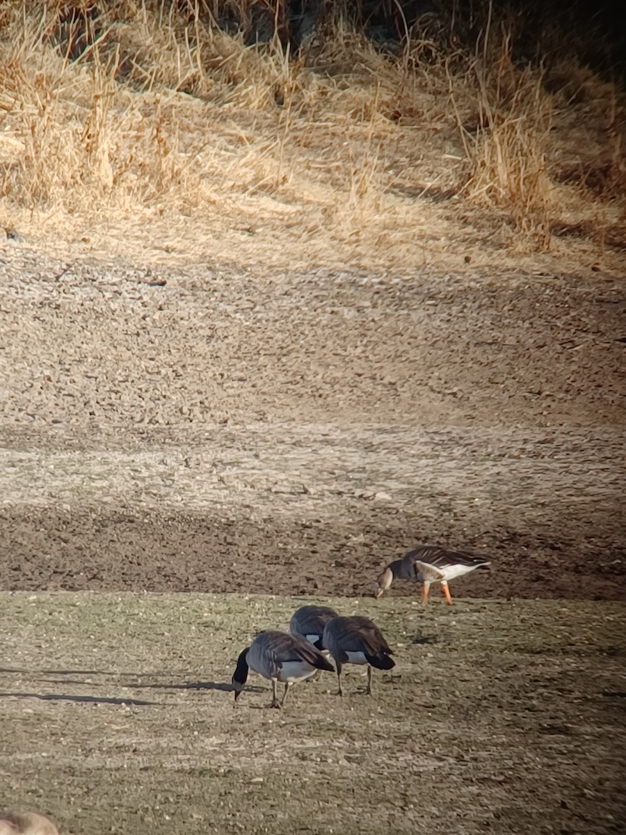 Greater White-fronted Goose - ML612209070