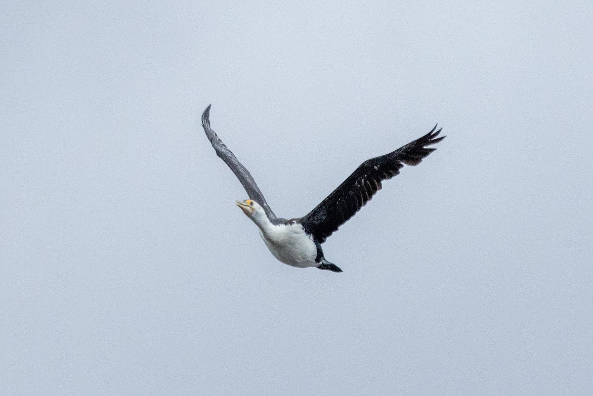 Cormorán Pío - ML612209105