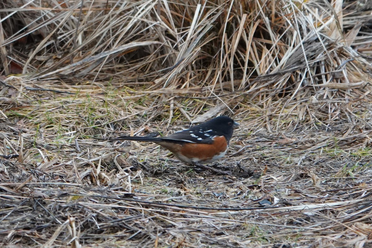 Spotted Towhee - Patty Rose