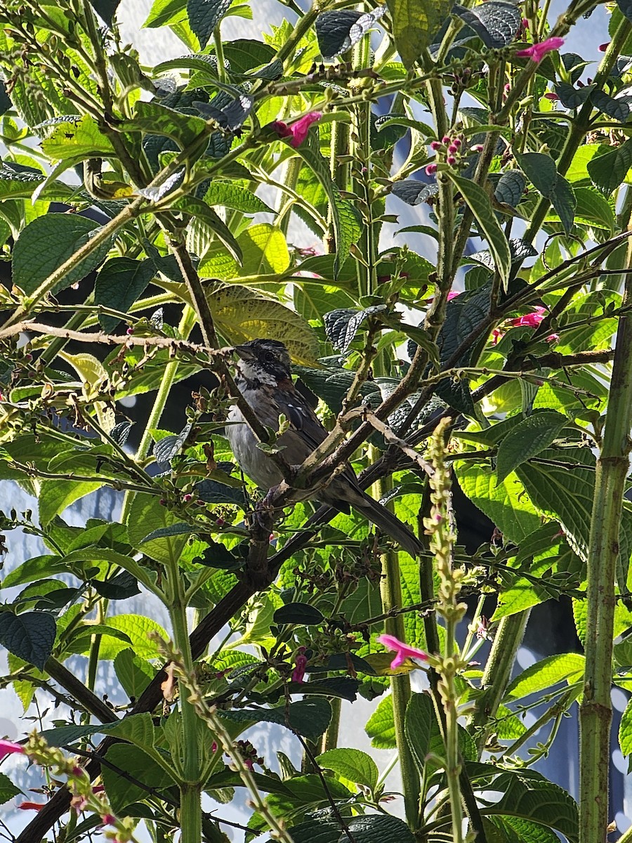 Rufous-collared Sparrow - ML612209326