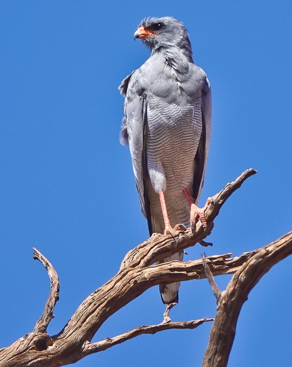 Pale Chanting-Goshawk - ML612209339