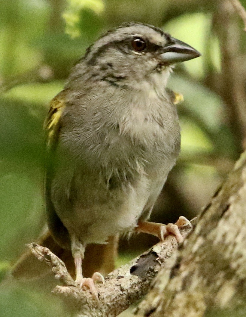 Green-backed Sparrow - ML612209419