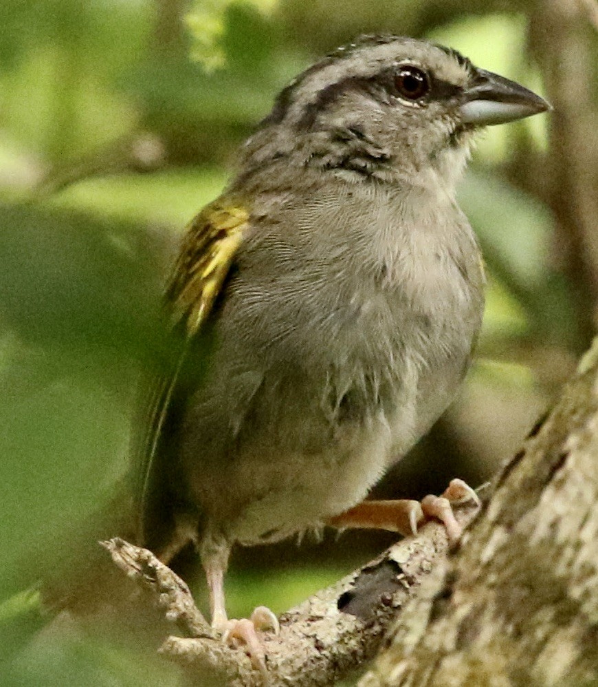Green-backed Sparrow - ML612209422