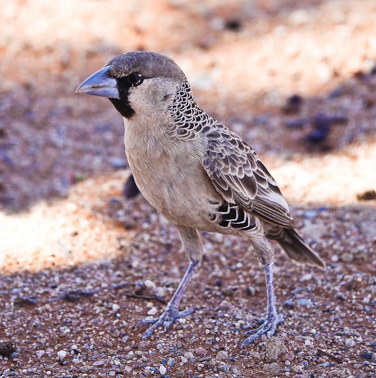 Sociable Weaver - ML612209435