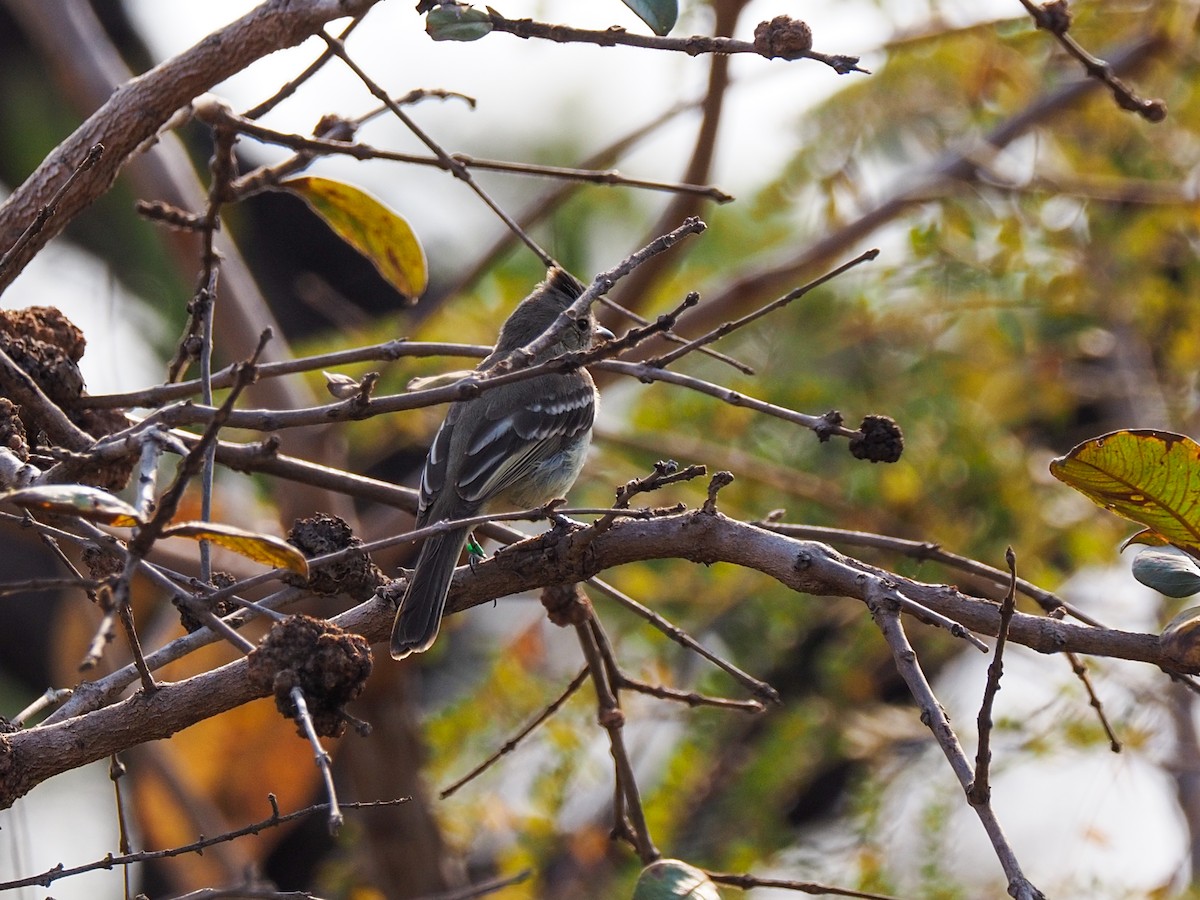 Plain-crested Elaenia - ML612209447