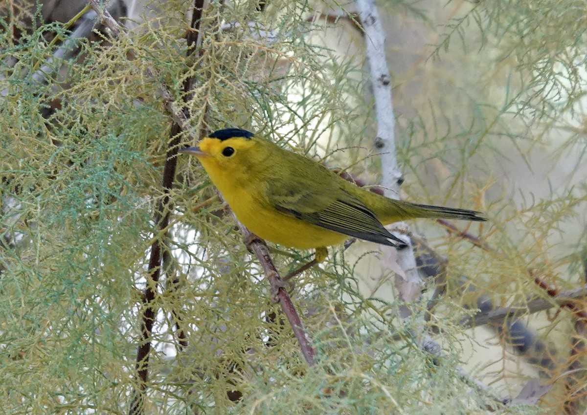 Wilson's Warbler - ML612209465