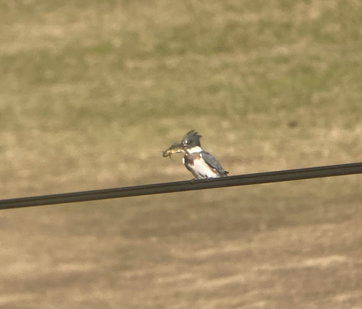 Belted Kingfisher - ML612209511