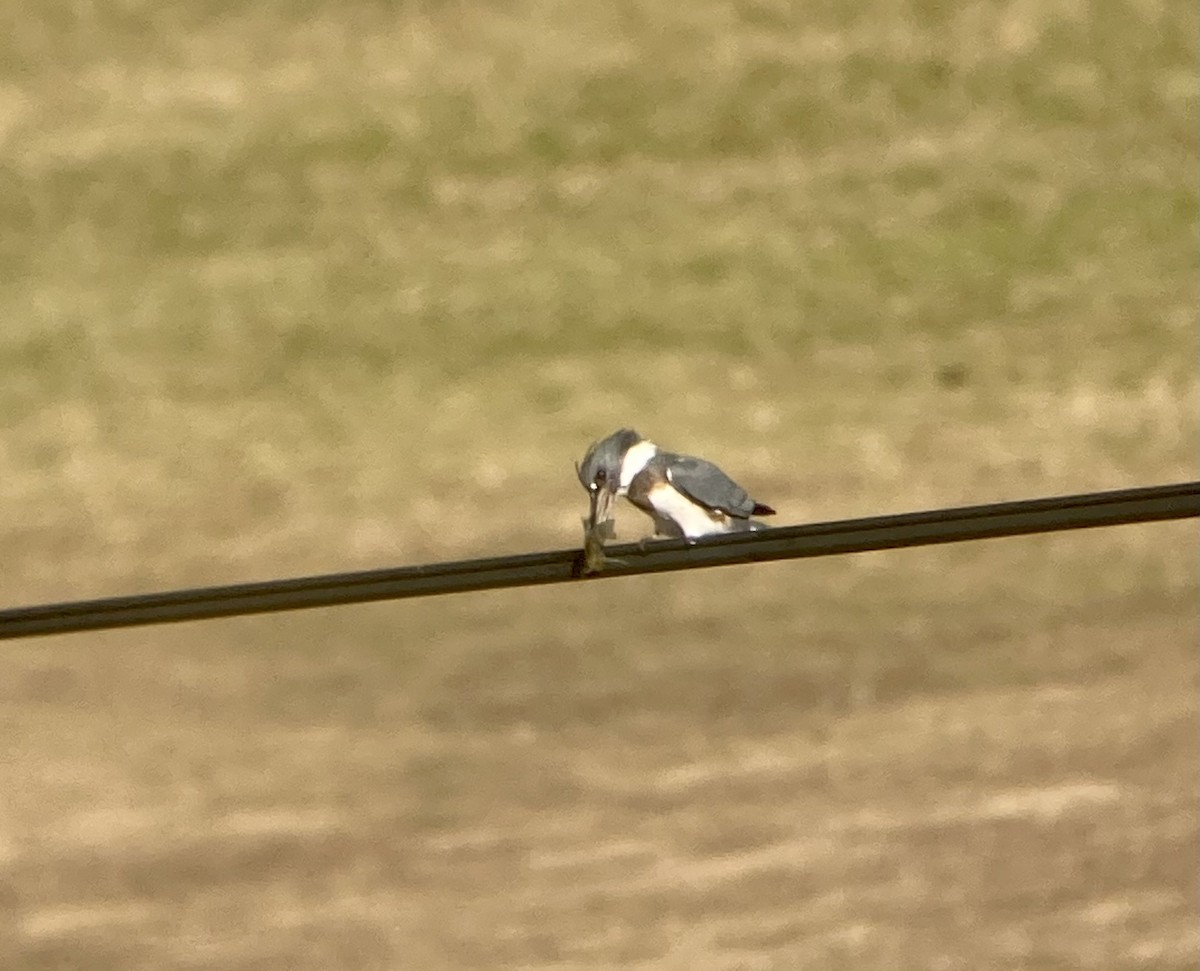 Belted Kingfisher - ML612209512