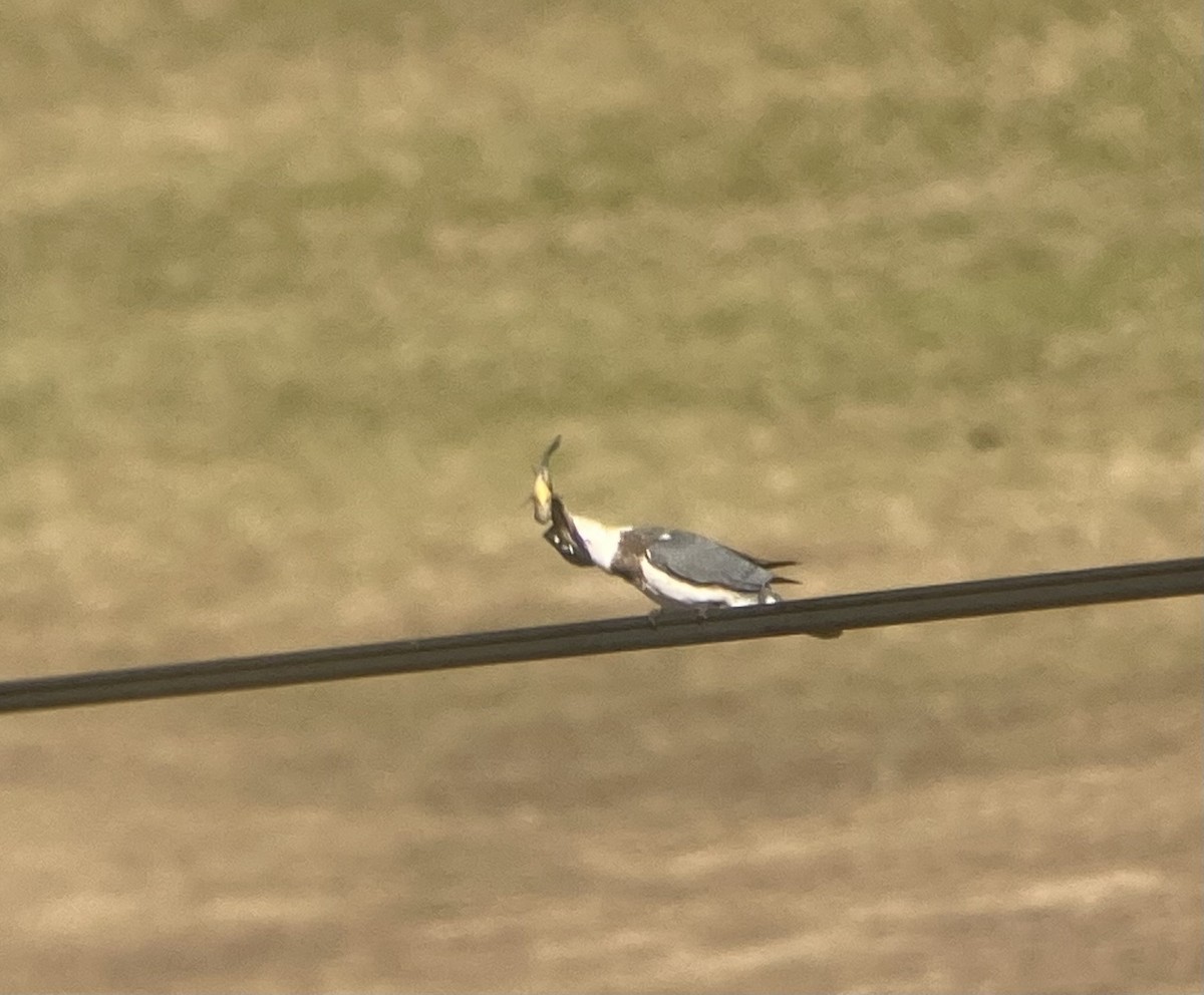 Belted Kingfisher - ML612209513