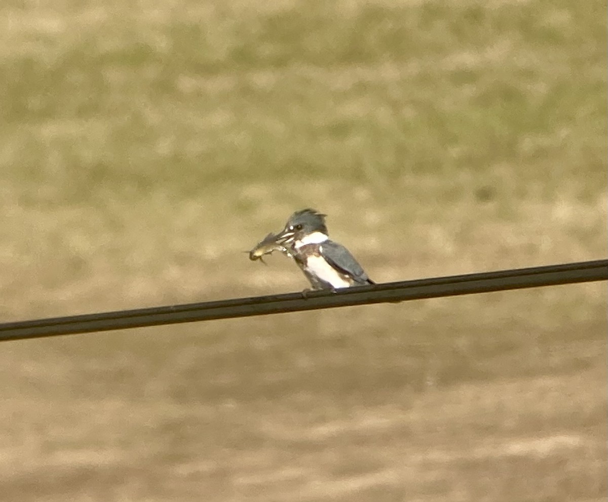 Belted Kingfisher - ML612209514